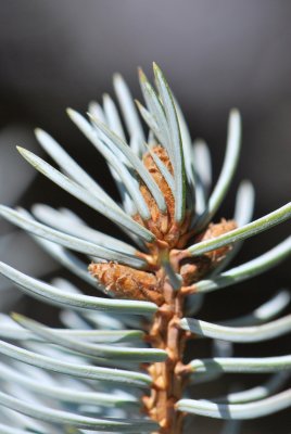 Picea pungens 'Argentea' - smrk pichlavý - pupeny a jehlice